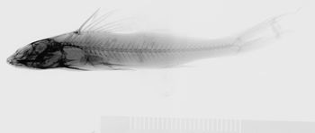 Media type: image;   Ichthyology 37283 Description: xray;  Aspect: lateral